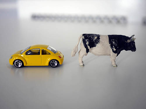 Cow and car, photography by Jay Rechsteiner