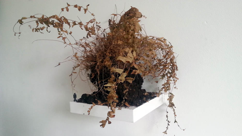 dead plant by Jay Rechsteiner, sculpture, photograph
